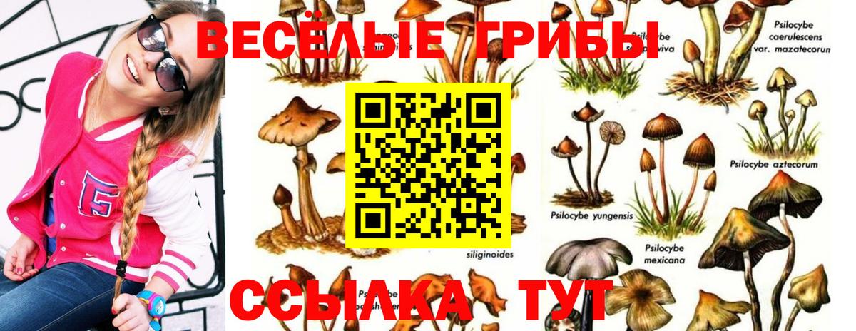 Кумертау  закладки  Вход с VPN  Галлюциногенные грибы MAGIC MUSHROOMS 
